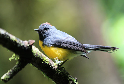 Slate-throated whitestart